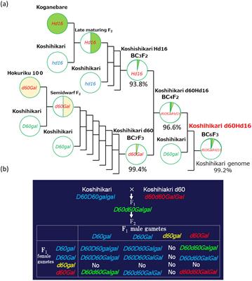 A semi-dwarf and late-flowering Koshihikari d60Hd16: development, productivity, and regional suitability revealed by correlation-based network analysis